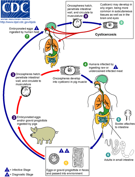 Life cycle.gif