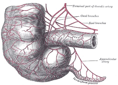 appendix