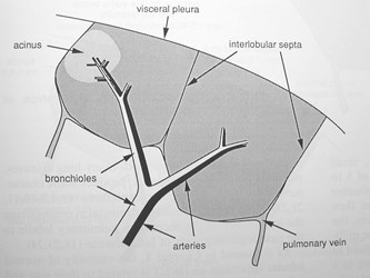 lobule diagram                                                 0000F615Macintosh HD                   ABA78158: