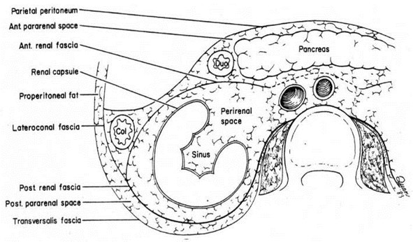Retroperitoneum