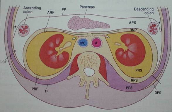 Color Diagram of Retroperitoneum